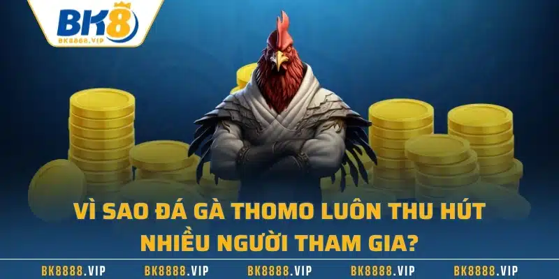 Vì sao đá gà Thomo luôn thu hút nhiều người tham gia?